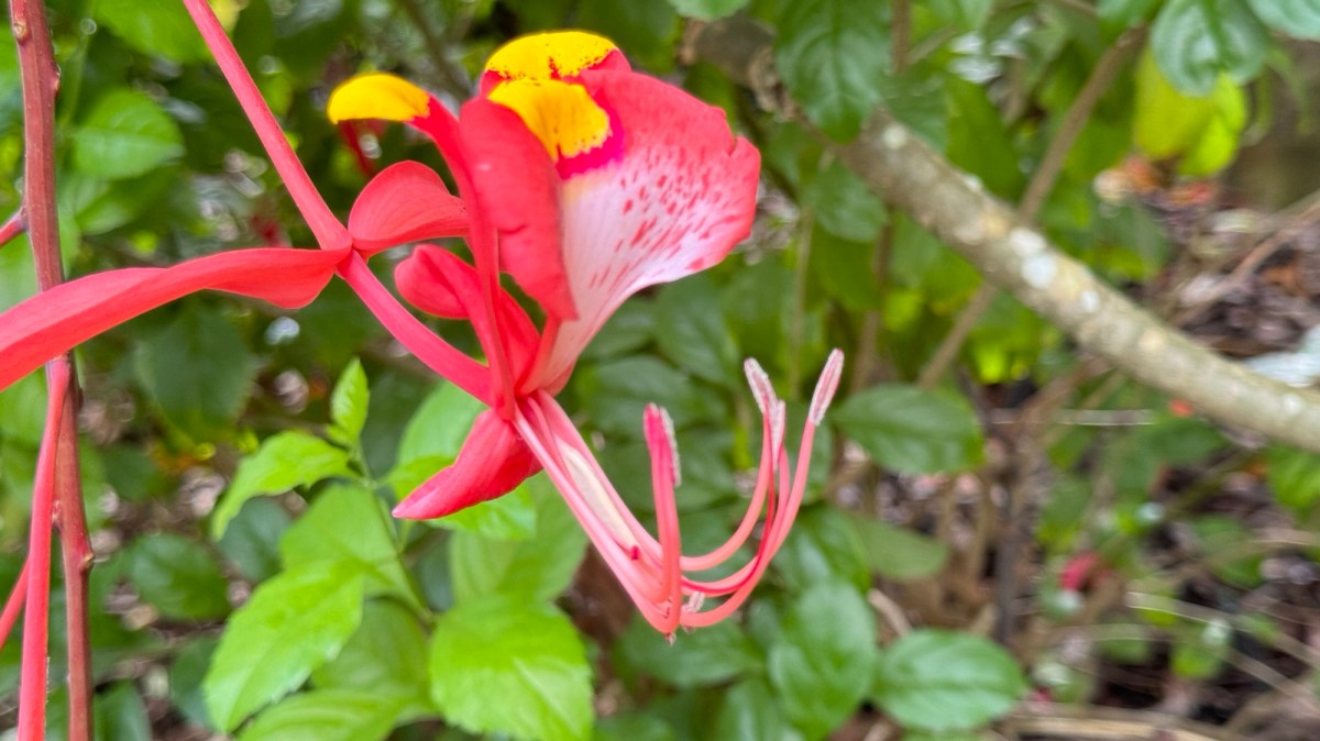 11. Great Life lapping Australia&nbsp;2024