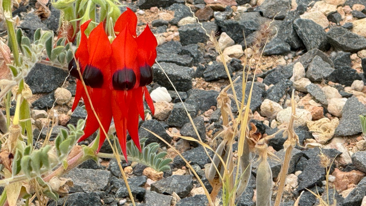 16. Great Life lapping Australia&nbsp;2024